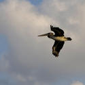 1747-Pelican in flight